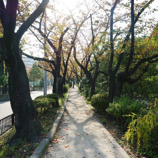 神領堀親水緑道