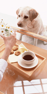 ペット共生型賃貸マンション　東武大師線「大師前」徒歩１２分　プラッツ　物件概要