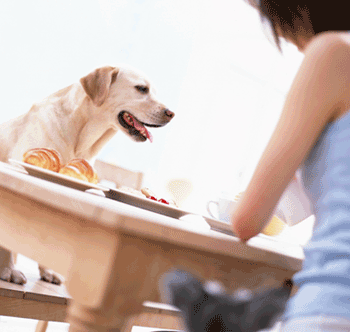 ペット共生型賃貸マンション　東武大師線「大師前」徒歩１２分　プラッツ　