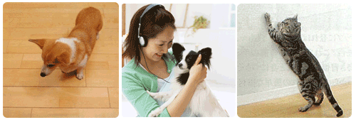 ペット共生型賃貸マンション　プラッツ　ペットの設備