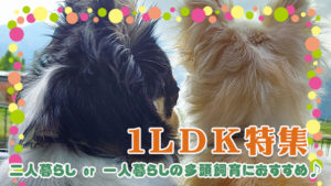 二人暮らしor単身の多頭飼育におすすめ♪40㎡以上の１LDK特集