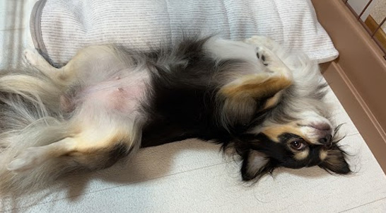 ペット川柳 投稿写真例②