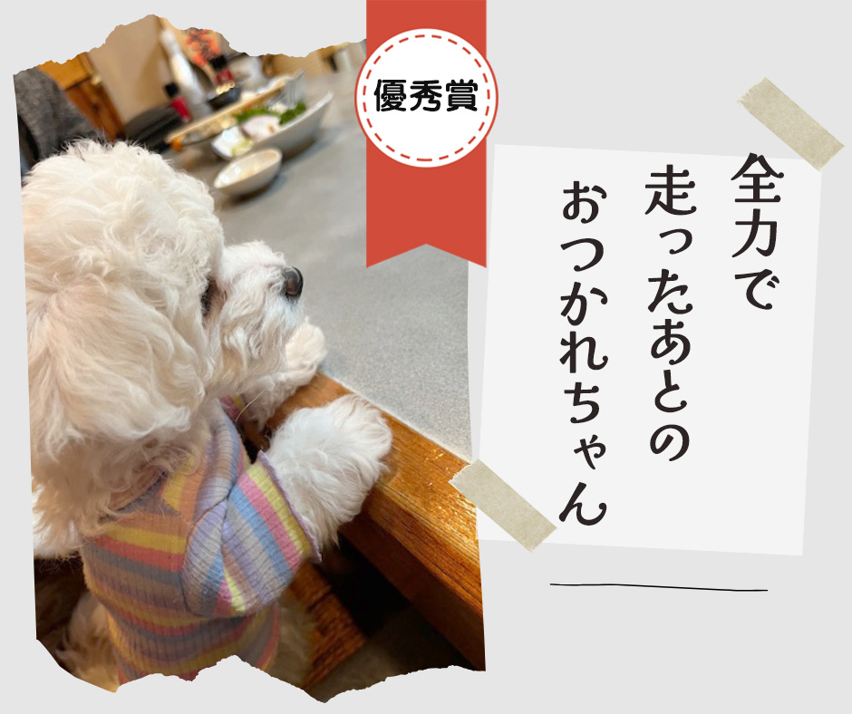 ペット川柳2026　優秀賞