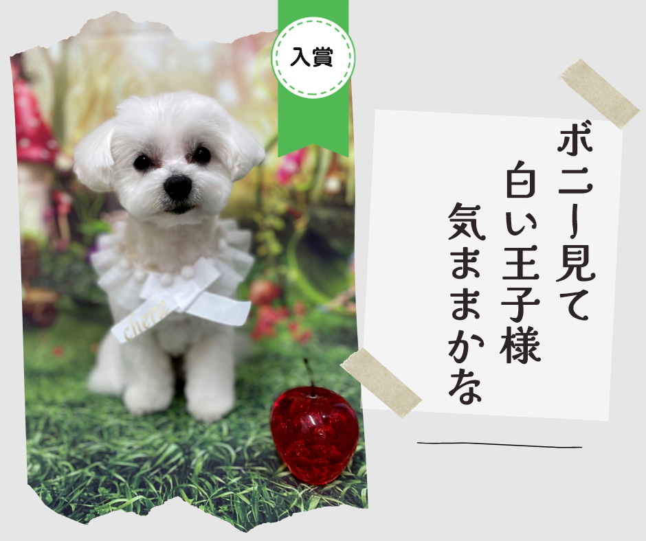 ペット川柳2026　入選作品①