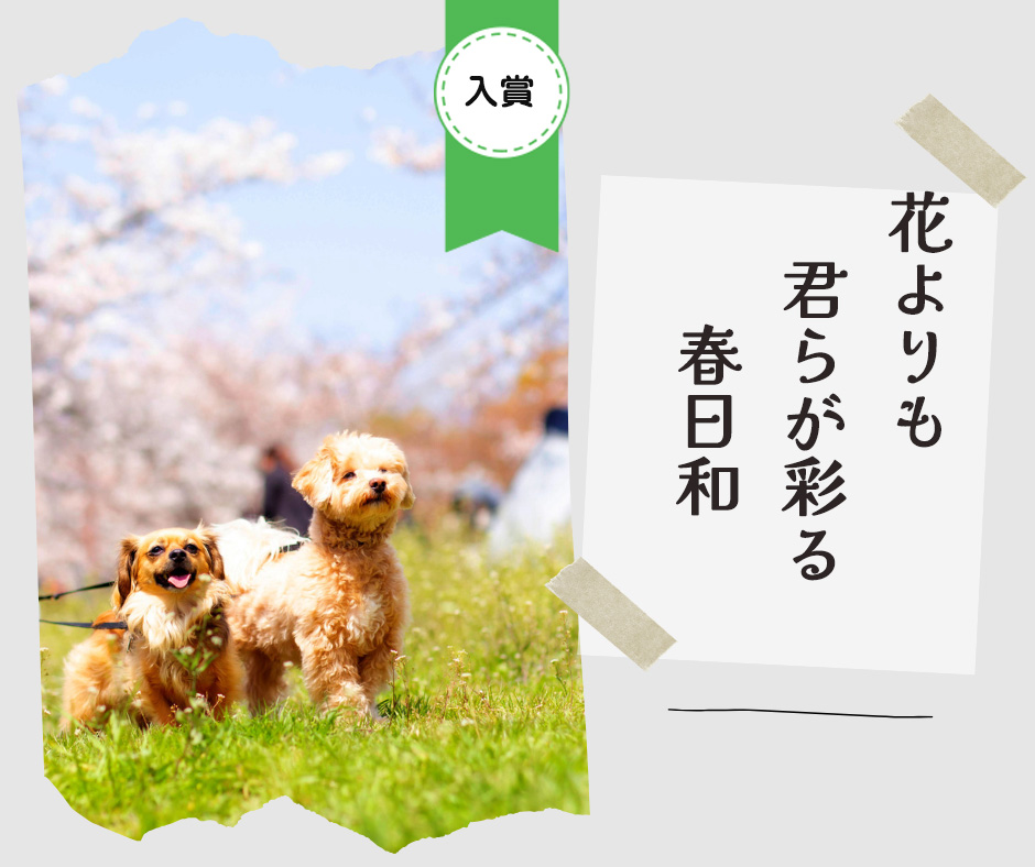 ペット川柳2026　入選作品③