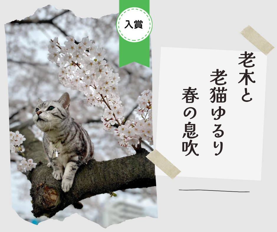 ペット川柳2026　入選作品④