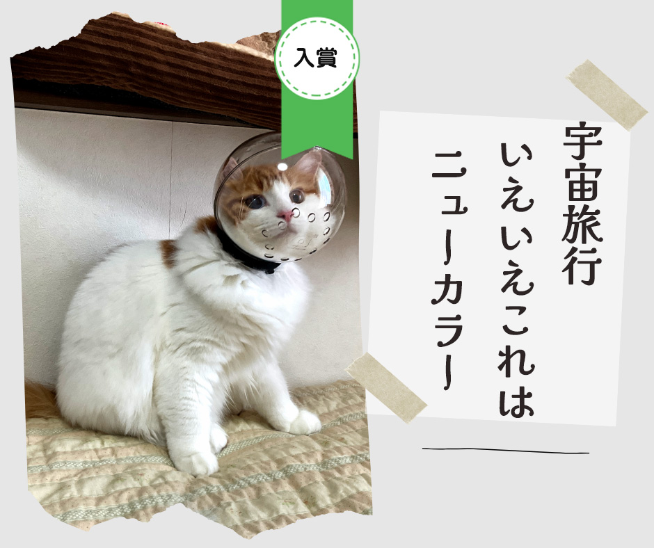 ペット川柳2026　入選作品⑤