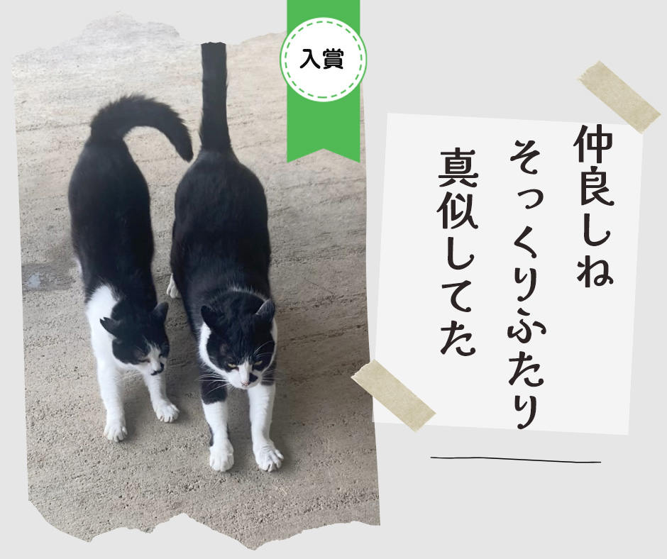 ペット川柳2026　入選作品⑥