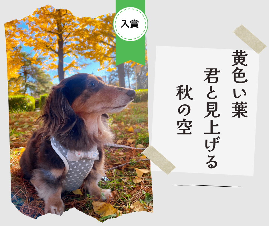 ペット川柳2026　入選作品⑩