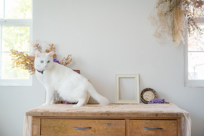 ペット川柳カレンダー2026 入賞者コメント　2月