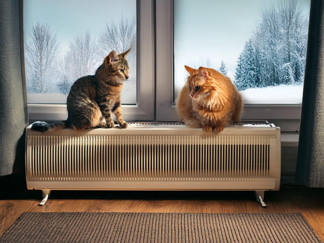 【2026最新】猫に最適なパネルヒーターおすすめ5選｜安全な選び方と注意点